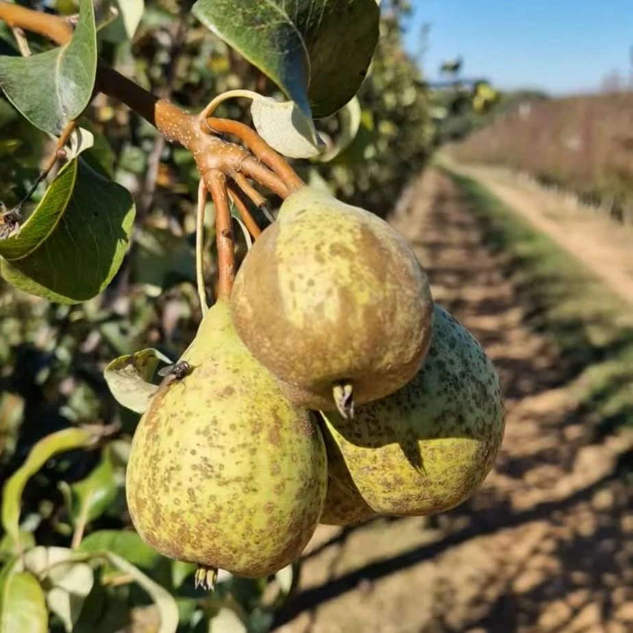 Campo de fruta para exportación