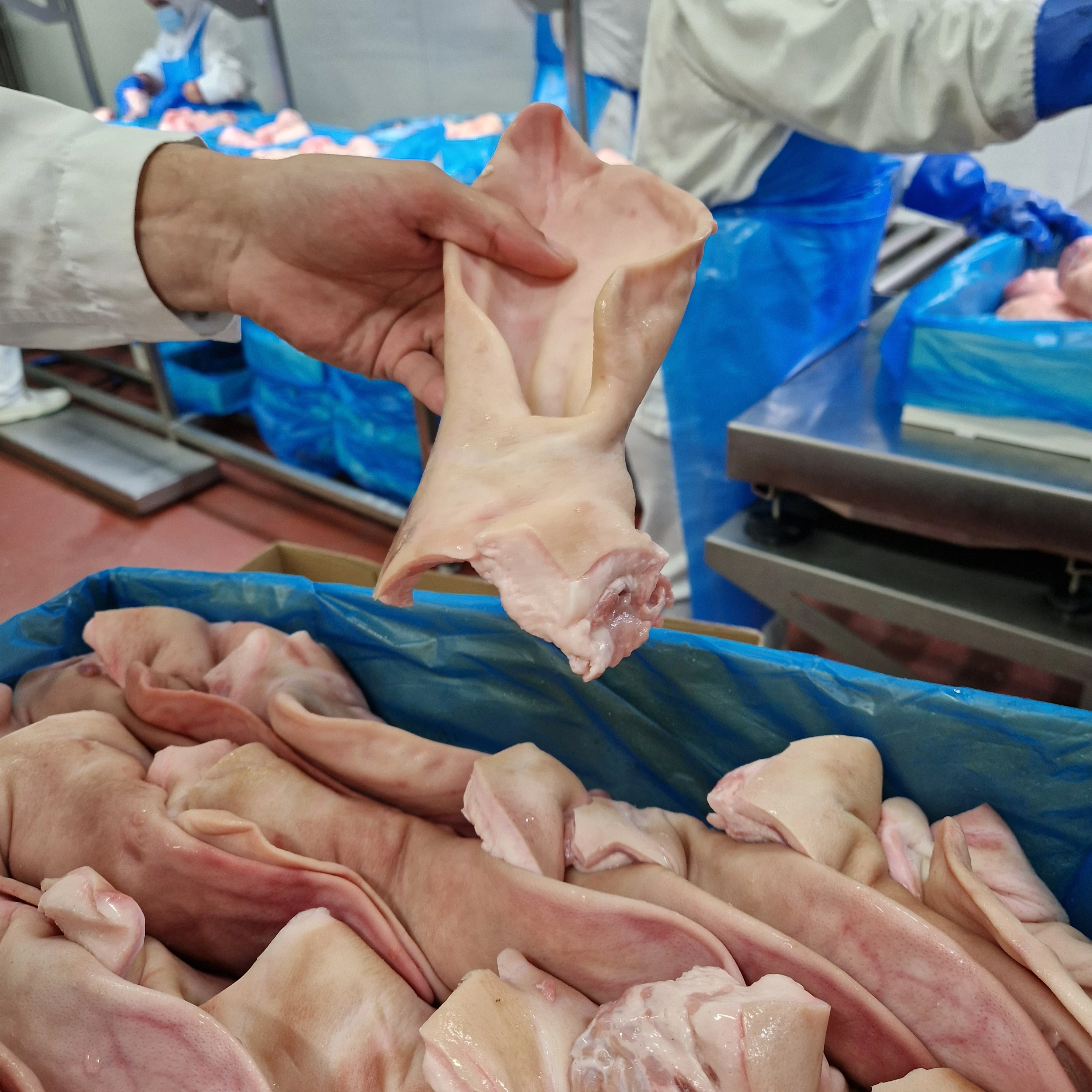 Oreja de cerdo Friusa